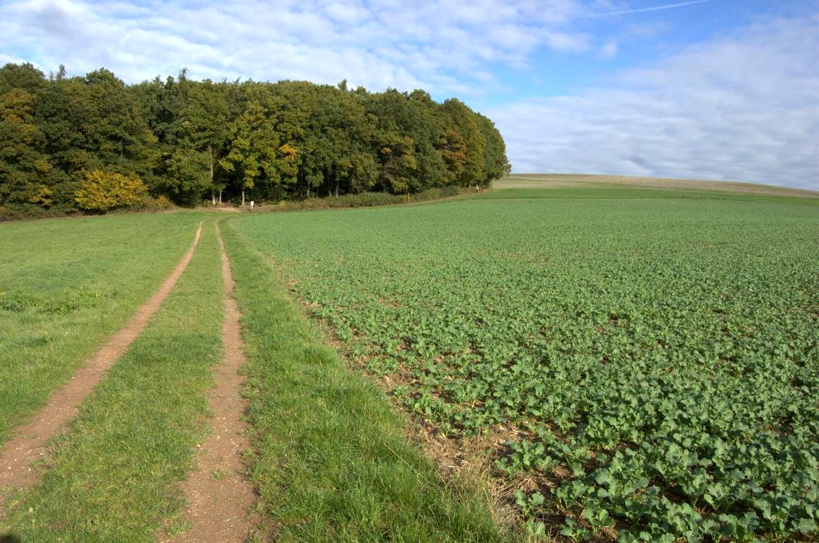 Mittelalterpfad Mittelalterpfad