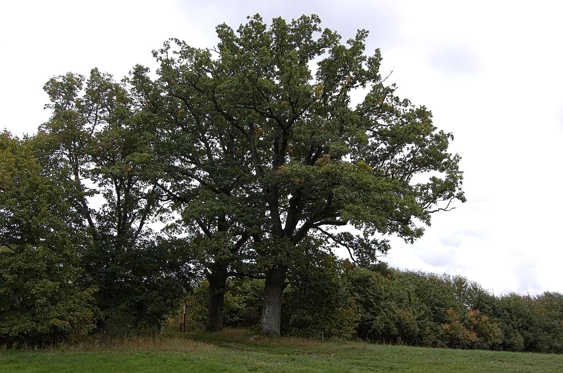 Mittelalterpfad Mittelalterpfad