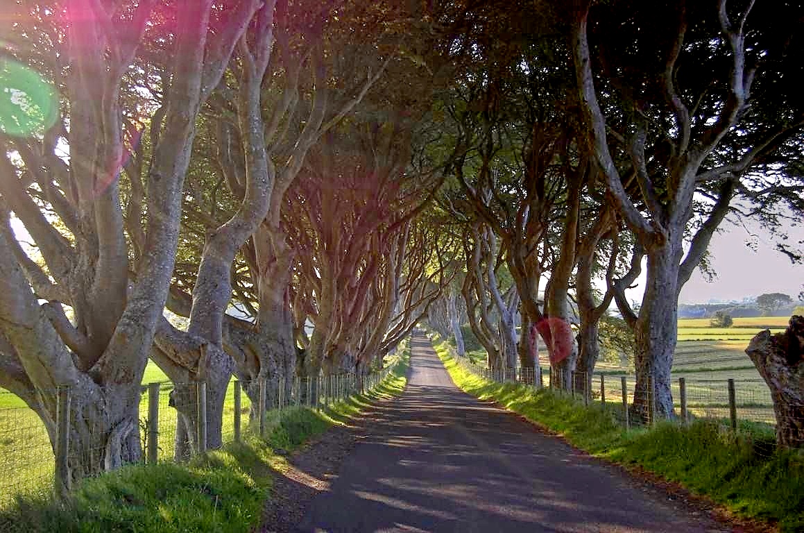 Die 'Dark Hedges' Die 'Dark Hedges'