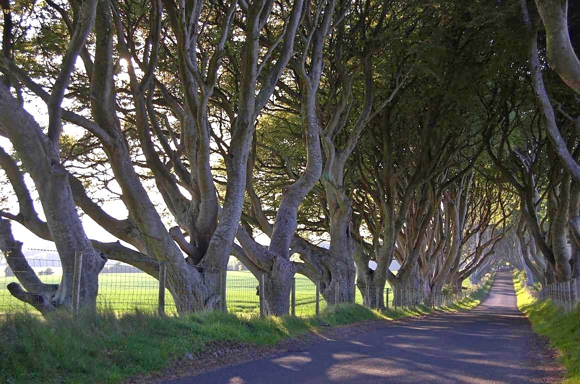 Die 'Dark Hedges' Die 'Dark Hedges'