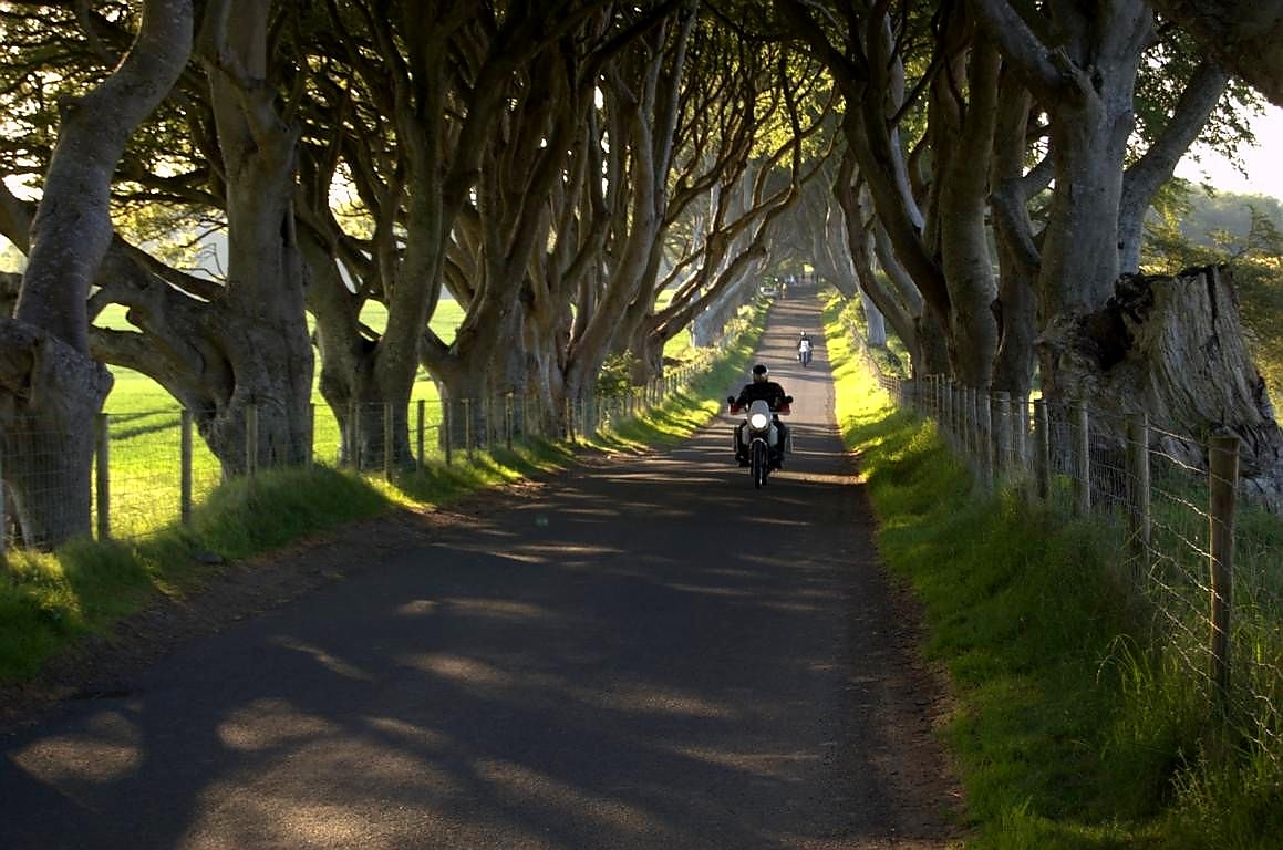 Die 'Dark Hedges' Die 'Dark Hedges'