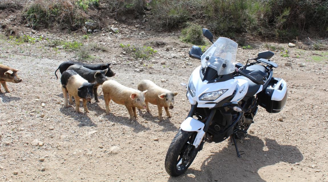 Neugierige Schweinchen begutachten die Versys