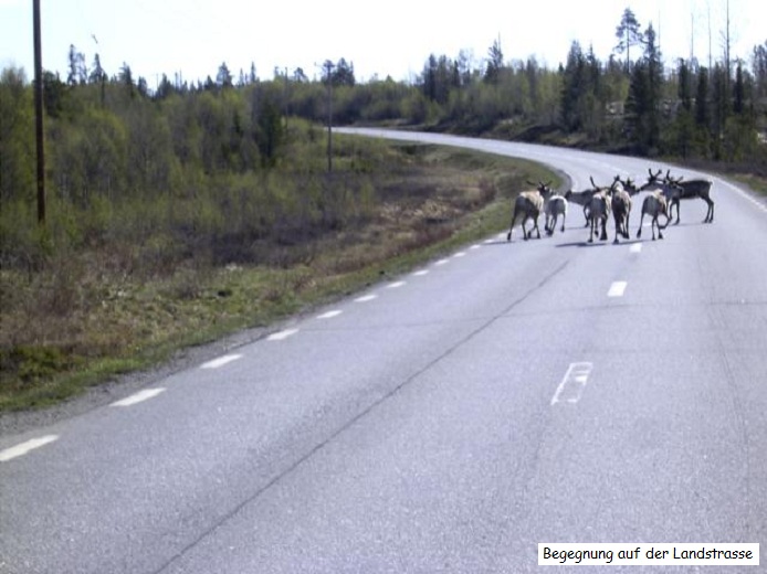 Rentiere auf der Landstrasse