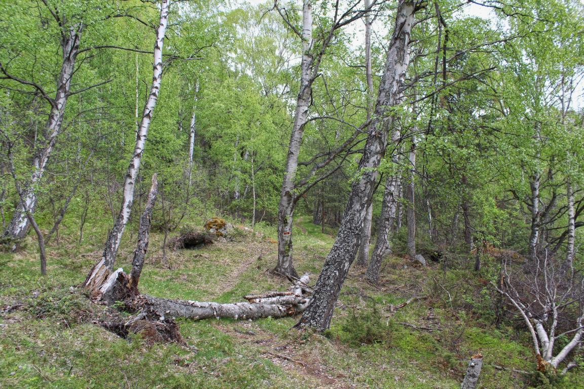 Lom Wanderung Bordvassvegen