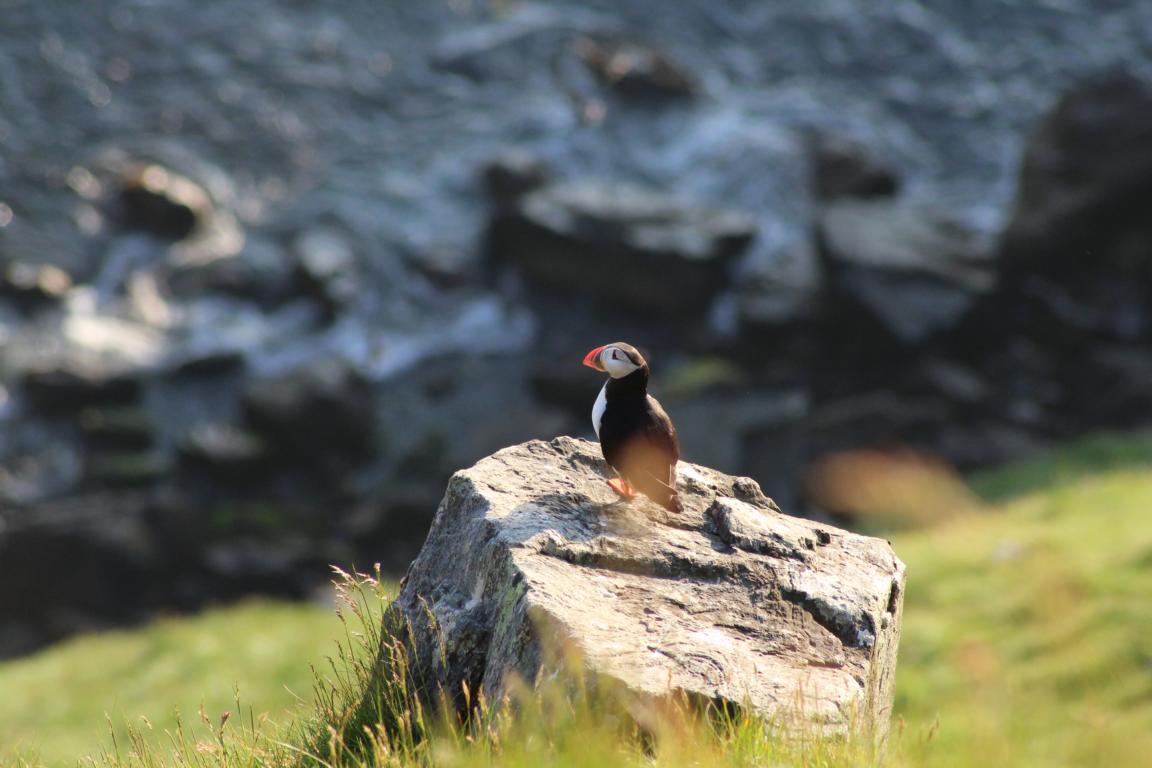 Papageitaucher auf der Insel Runde