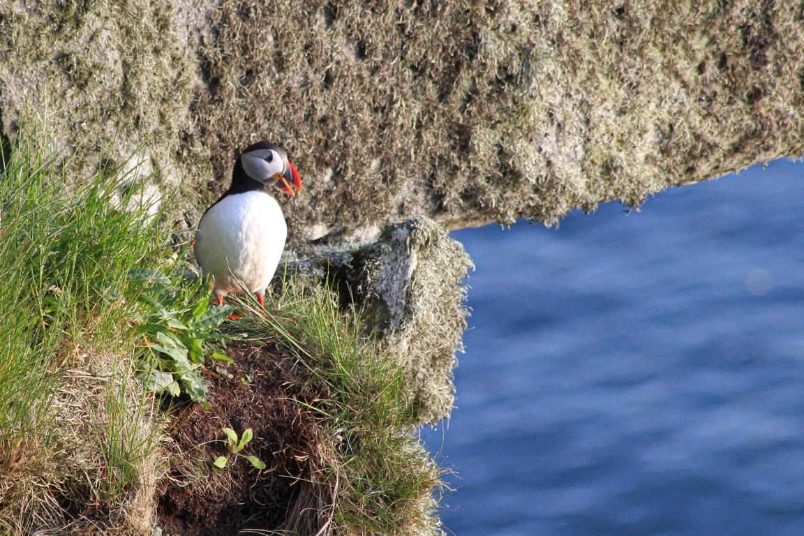 Papageitaucher auf der Insel Runde