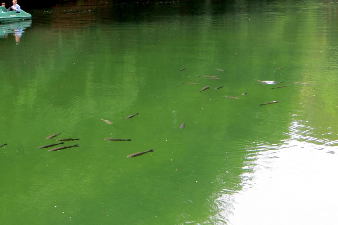 Forellen im Amselsee Forellen im Amselsee