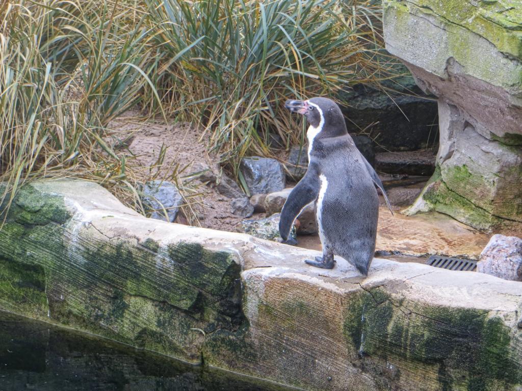 Bremerhaven Zoo am Meer Bremerhaven Zoo am Meer