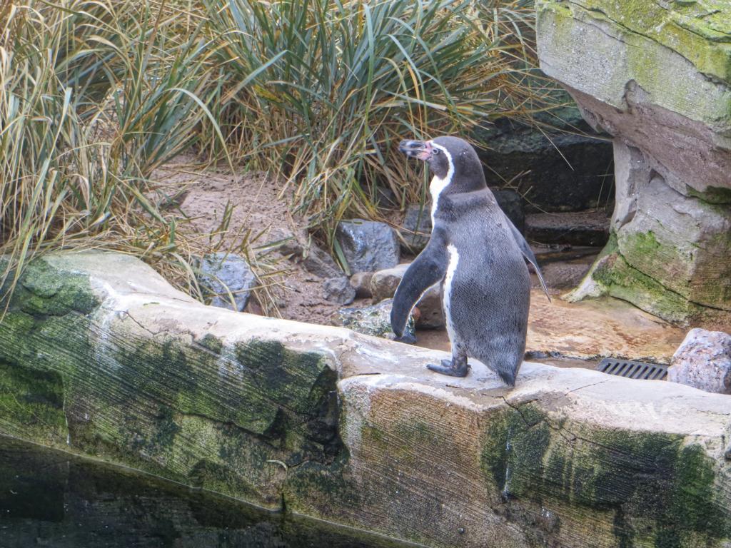 Bremerhaven Zoo am Meer