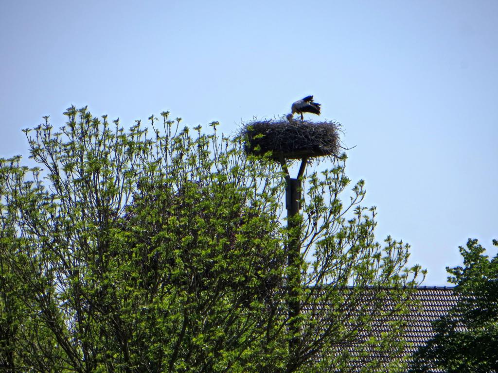Storchennest Storchennest