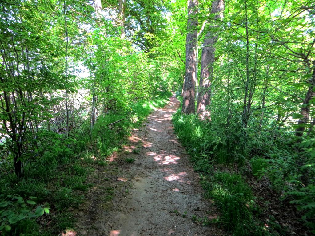Schmaler Weg durch den Wald Schmaler Weg durch den Wald
