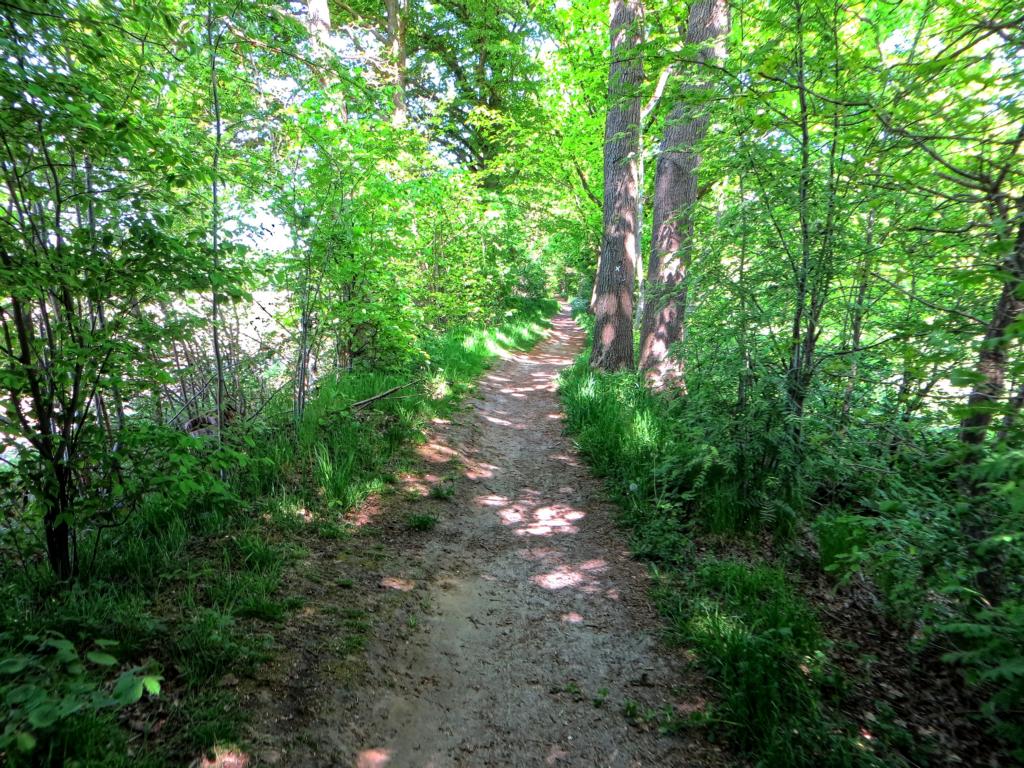 Schmaler Weg durch den Wald