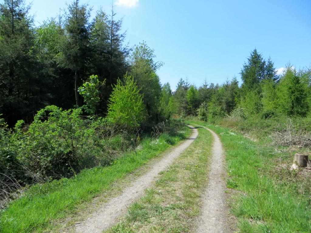 Breiter Waldweg