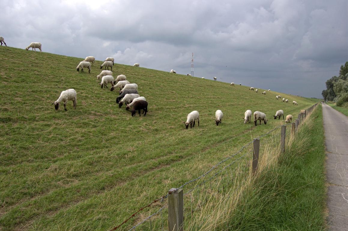Schafe am Deich neben dem Radweg