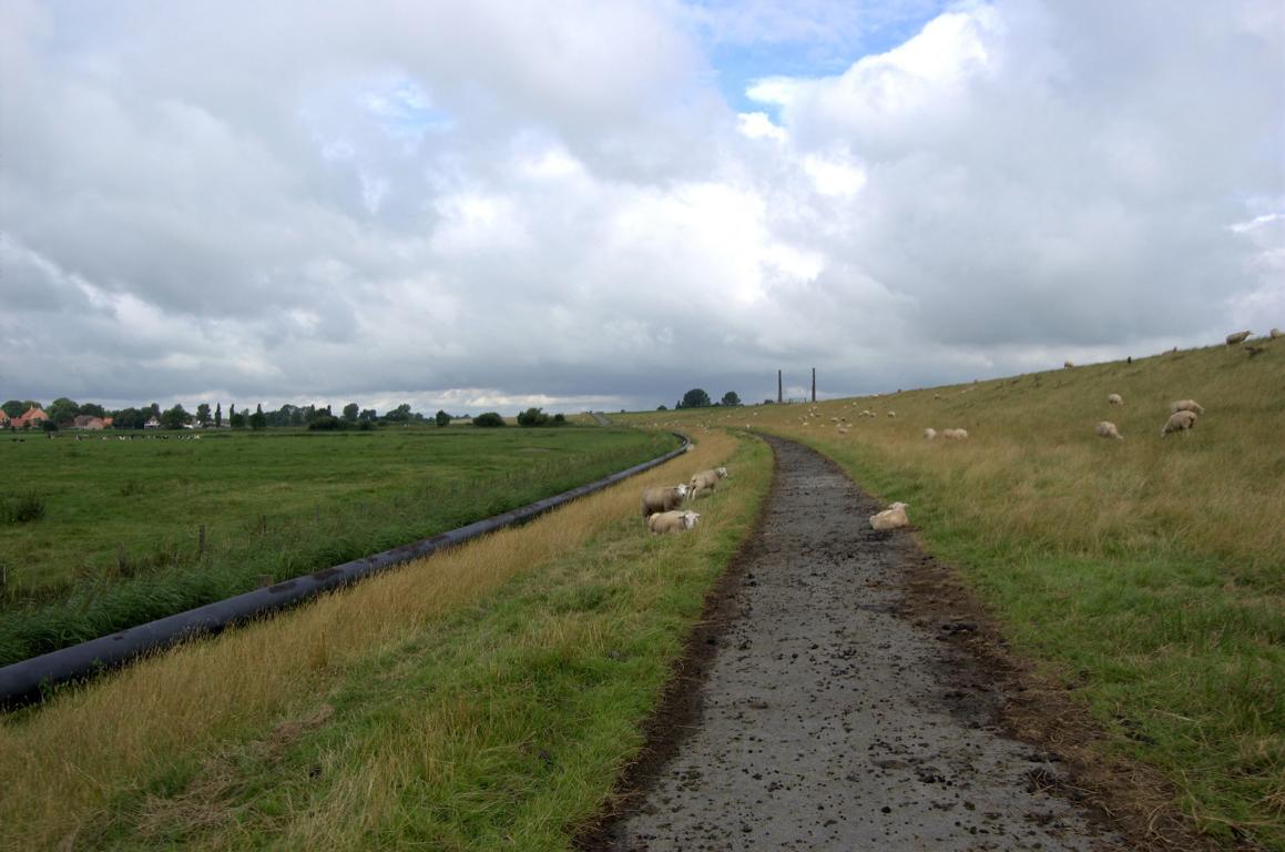 Dortmund-Ems-Kanal-Radweg? Oder Highway der Schafe?