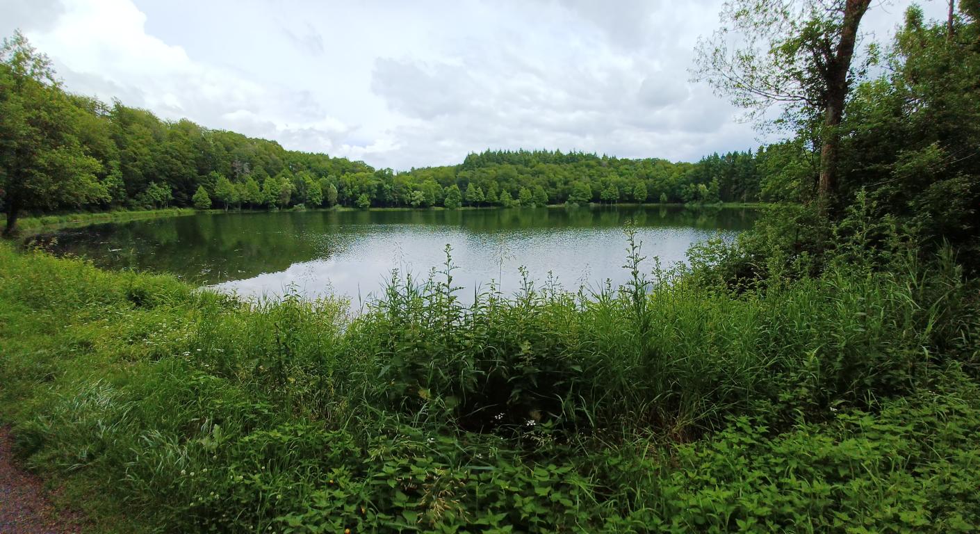 Das Holzmaar bei Eckfeld Das Holzmaar bei Eckfeld