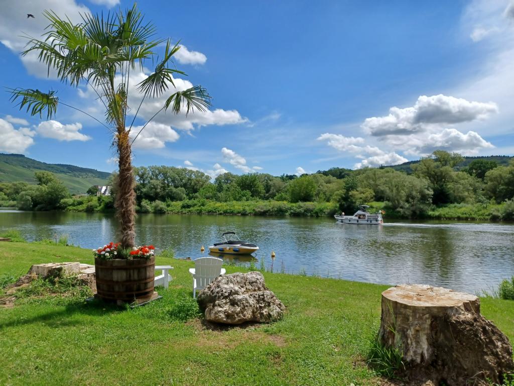 Palme am Ufer der Mosel in Ürzig Palme am Ufer der Mosel in Ürzig