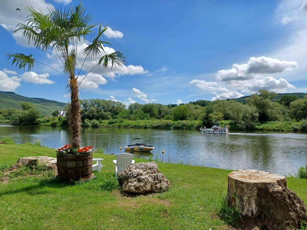 Palme am Ufer der Mosel in Ürzig