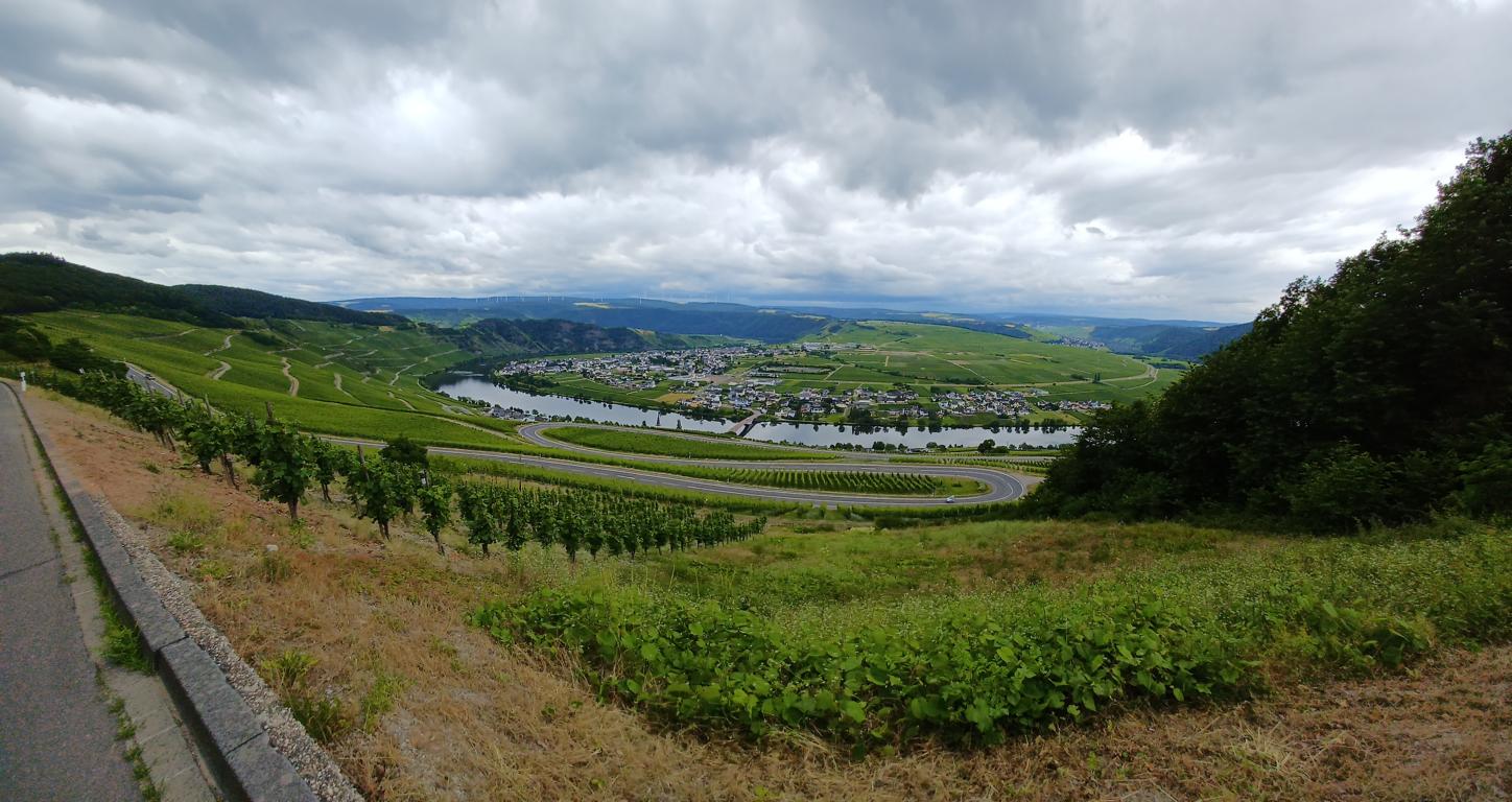 Blick vom Weinberg auf Piesport