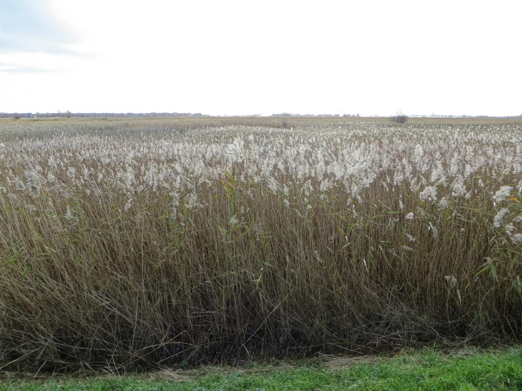 Im Naturschutzgebiet Leyhörn