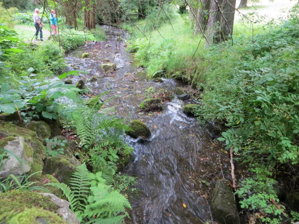 Immer wieder Wasser auf unserem Weg durch den Wald title=