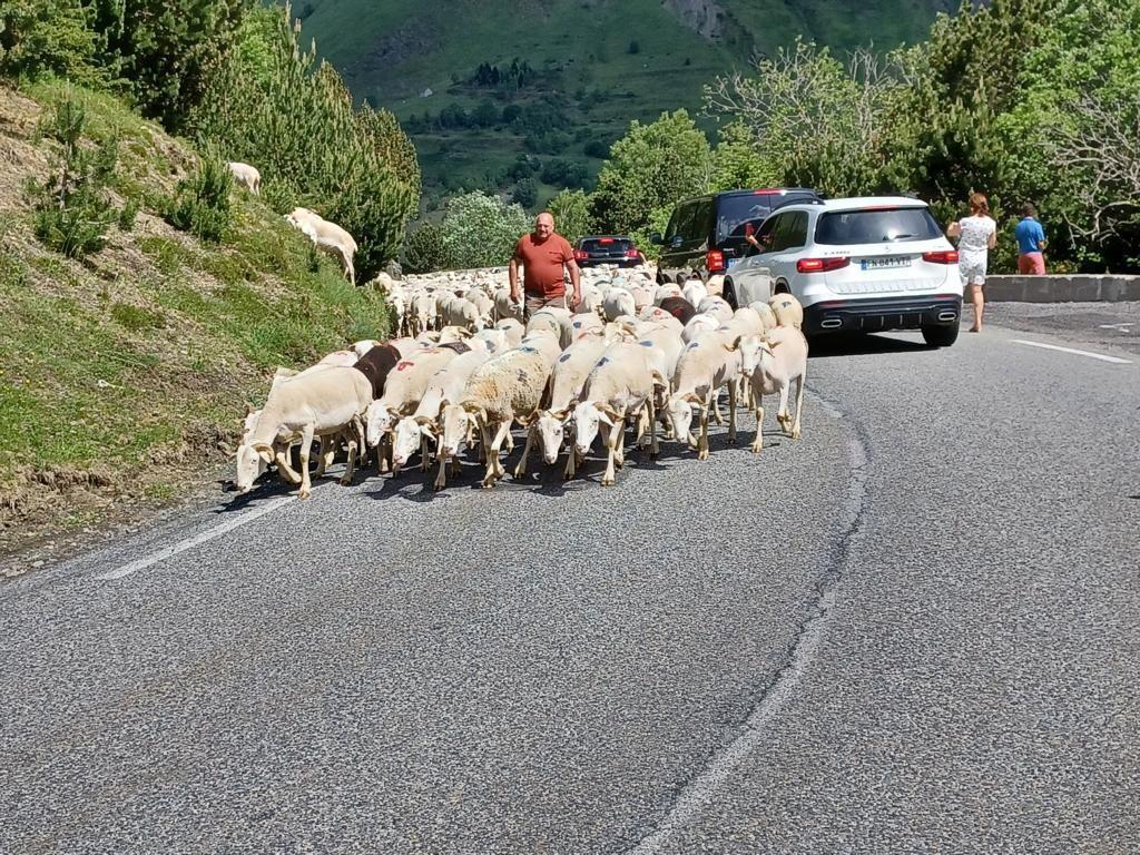 Eine Schafsherde wird über die Straße geführt Eine Schafsherde wird über die Straße geführt