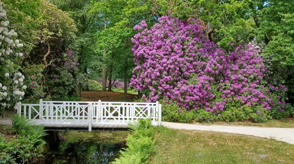 Blühende Rhododendren