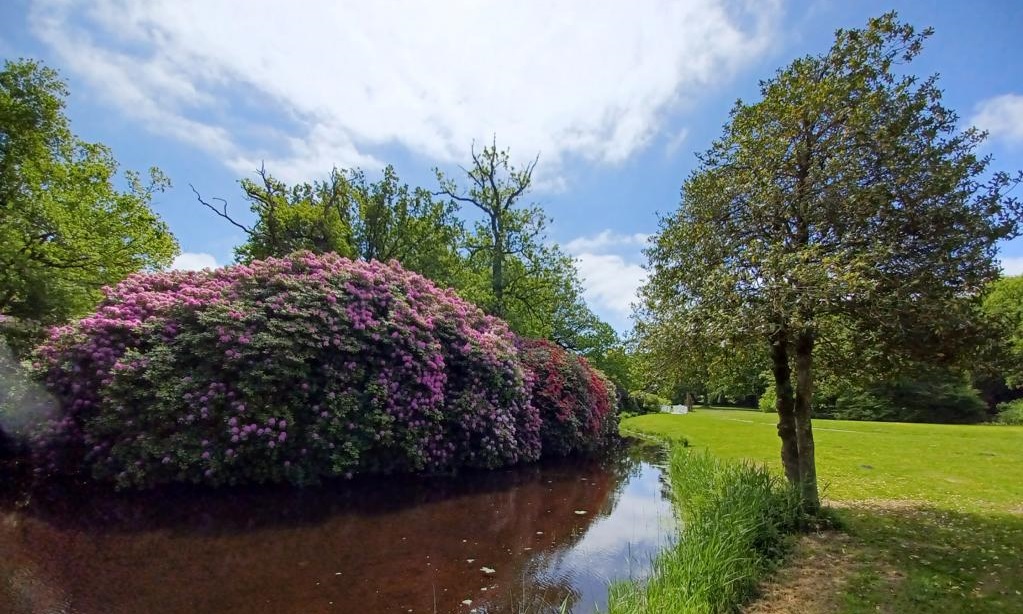 Blühende Rhododendren