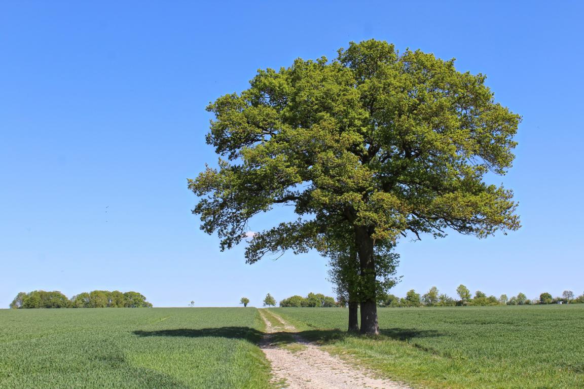 Unterwegs im Münsterland