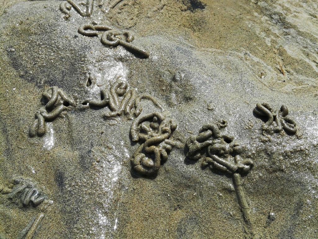 'Spaghettihäufchen' im Watt 'Spaghettihäufchen' im Watt