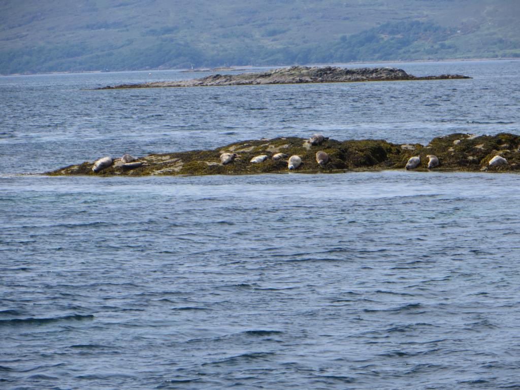 Auf See mit 'Calum's Seal Trip'
