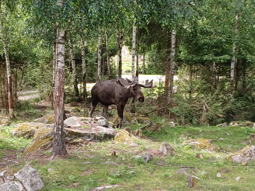 Elch im Elchpark