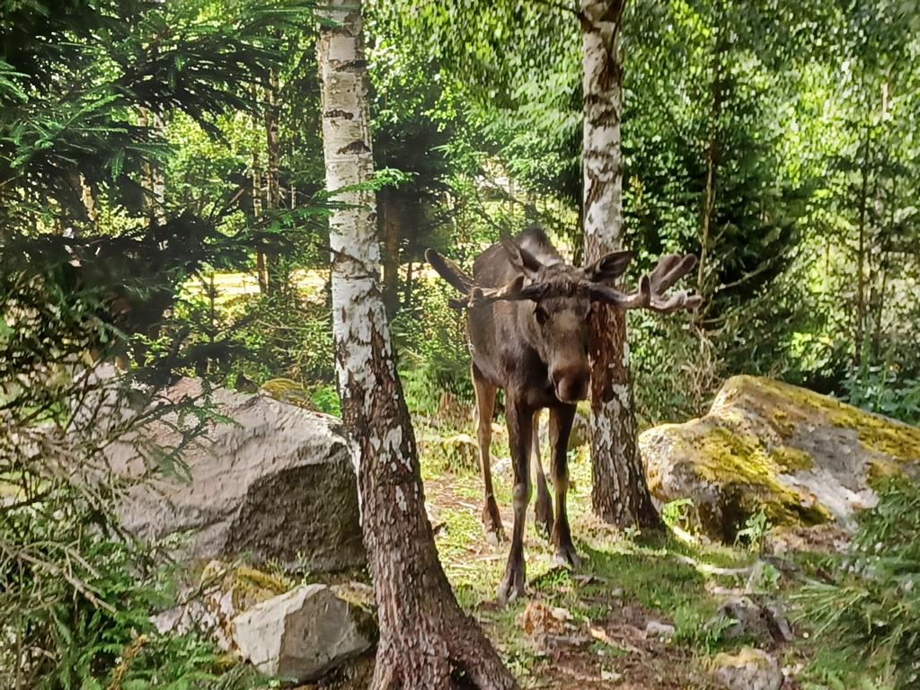 Elch im Elchpark