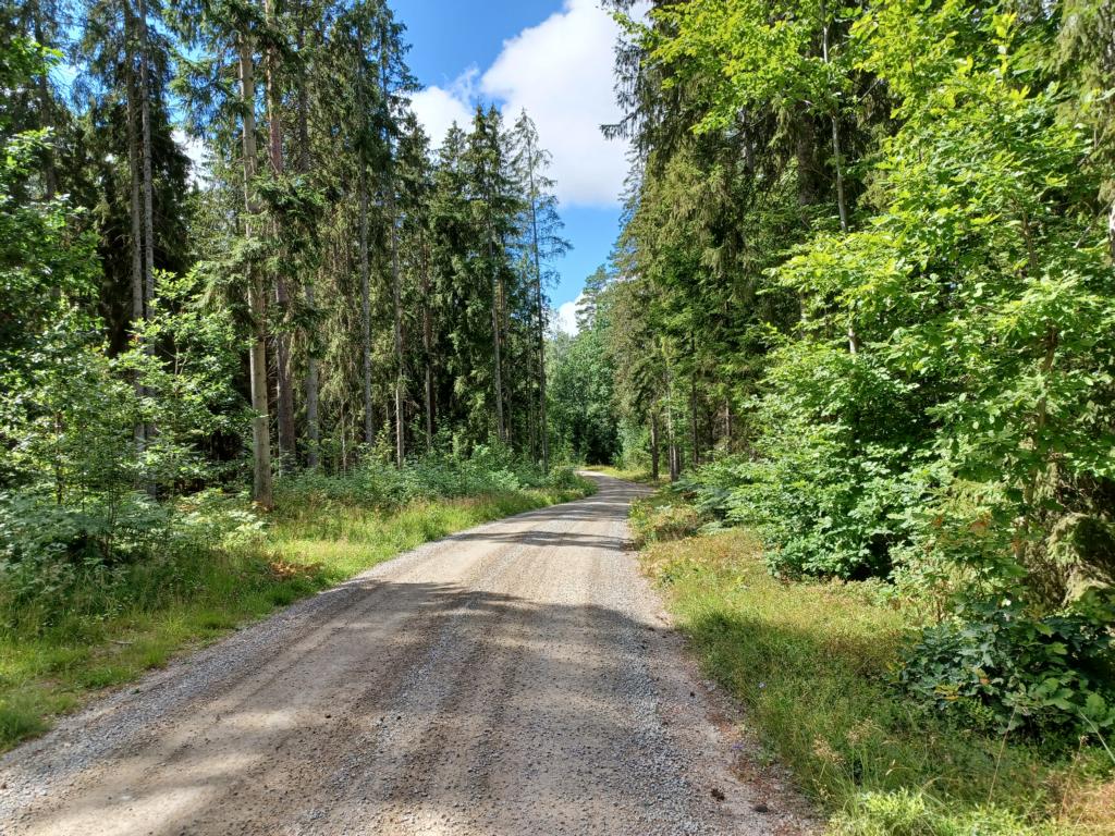 Schotterweg quer durch den Wald